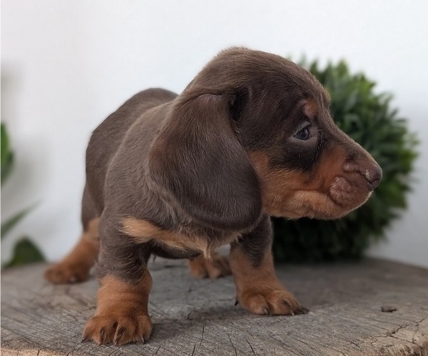 Medium Photo #19 Dachshund Puppy For Sale in GOSHEN, IN, USA