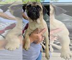 Small #2 Pug