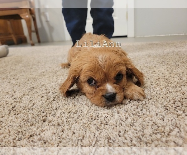 Medium Photo #5 Cavalier King Charles Spaniel Puppy For Sale in ORRVILLE, OH, USA
