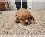 Small #4 Cavalier King Charles Spaniel