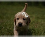 Small Photo #3 Golden Retriever Puppy For Sale in FOUR OAKS, NC, USA