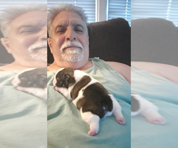 Medium Photo #1 French Bulldog Puppy For Sale in BRECKENRIDGE, MN, USA