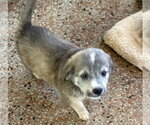 Small #1 pomeranian spitz Mix