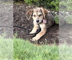 Small #1 Australian Shepherd-Catahoula Leopard Dog Mix