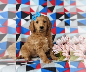 Goldendoodle (Miniature) Puppy for sale in KIRKWOOD, PA, USA