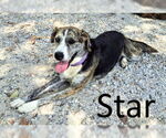 Small Catahoula Leopard Dog Mix
