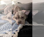 Small #9 American Bulldog Mix