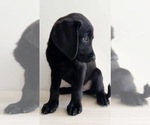 Small #3 Labrador Retriever