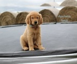 Small Photo #21 Golden Retriever Puppy For Sale in KEMP, TX, USA