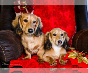 Dachshund Litter for sale in WAKARUSA, IN, USA