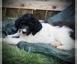Small Photo #4 Saint Berdoodle Puppy For Sale in NACHES, WA, USA