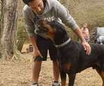 Small Photo #14 Doberman Pinscher Puppy For Sale in FORT LAUDERDALE, FL, USA