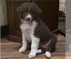 Australian Shepherd Puppy for sale in EXETER, MO, USA