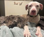 Small #34 American Pit Bull Terrier Mix