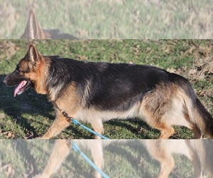 Mother of the German Shepherd Dog puppies born on 06/25/2026