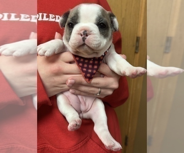 Medium Photo #10 French Bulldog Puppy For Sale in WEXFORD, PA, USA