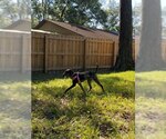 Small #8 Catahoula Leopard Dog Mix