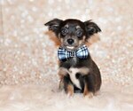 Small Photo #16 Chihuahua Puppy For Sale in CHARLESTON, AR, USA