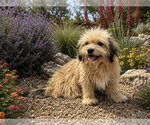 Small #2 Shih Tzu Mix