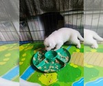 Small Photo #21 German Shepherd Dog Puppy For Sale in CECILIA, KY, USA