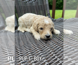 Goldendoodle Puppy for sale in DALLAS, GA, USA