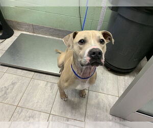American Staffordshire Terrier-Unknown Mix Dogs for adoption in Grand Prairie, TX, USA