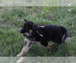 Small #1 German Shepherd Dog
