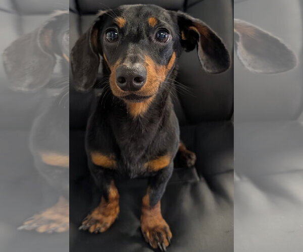 Medium Photo #4 Dachshund Puppy For Sale in Shelbyville, TN, USA