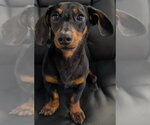 Small #3 Dachshund