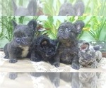 Small Photo #11 French Bulldog Puppy For Sale in BEAVERTON, OR, USA