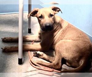 Labrador Retriever Dogs for adoption in Houston, TX, USA