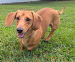 Small #1 Dachshund