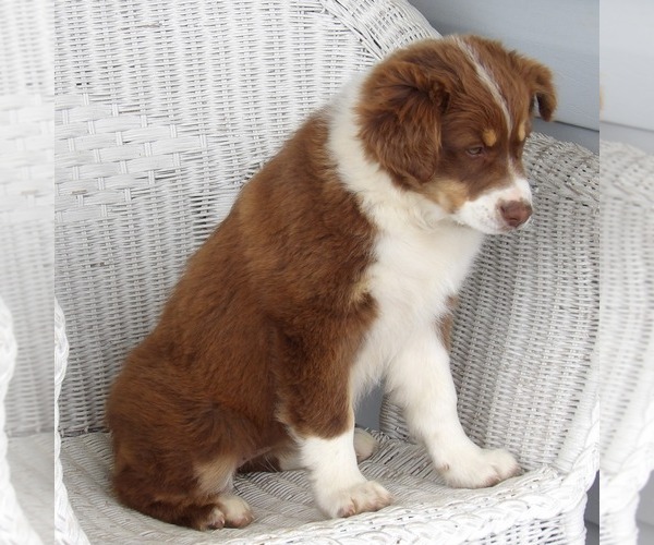 Medium Photo #3 Australian Shepherd Puppy For Sale in GLADE SPRING, VA, USA