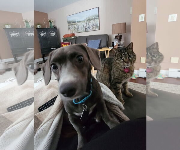 Medium Photo #2 Chiweenie Puppy For Sale in Oakhurst, NJ, USA