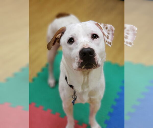 Medium Photo #1 Mutt Puppy For Sale in Virginia Beach, VA, USA