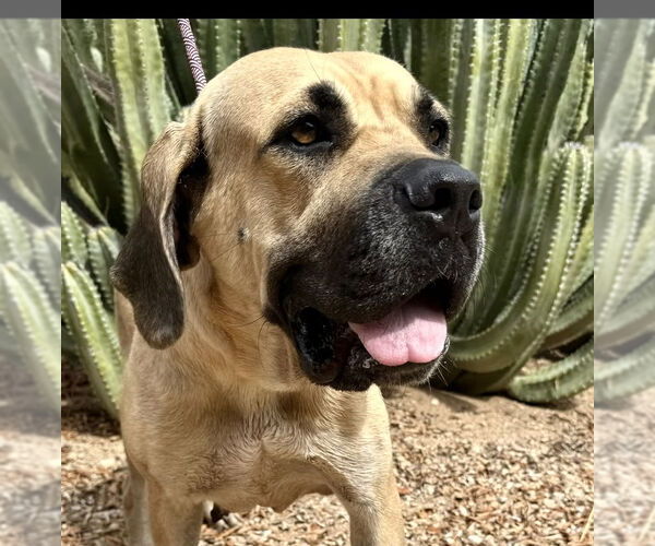 Medium Photo #4 Mutt Puppy For Sale in Goodyear, AZ, USA