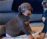Small Photo #8 Doberman Pinscher Puppy For Sale in YUCCA VALLEY, CA, USA