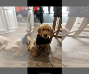 Golden Retriever Puppy for sale in WARWICK, RI, USA