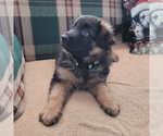 Small Photo #2 German Shepherd Dog Puppy For Sale in BEATTY, OR, USA