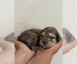 Small #16 Bernedoodle (Miniature)