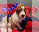 Small Photo #9 Goldendoodle Puppy For Sale in KANSAS CITY, MO, USA