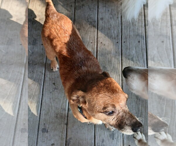 Medium Photo #2 Feist Terrier-Unknown Mix Puppy For Sale in Newfoundland, PA, USA
