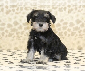 Schnauzer (Miniature) Puppy for sale in DENVER, PA, USA