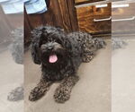 Small #1 Poodle (Miniature) Mix