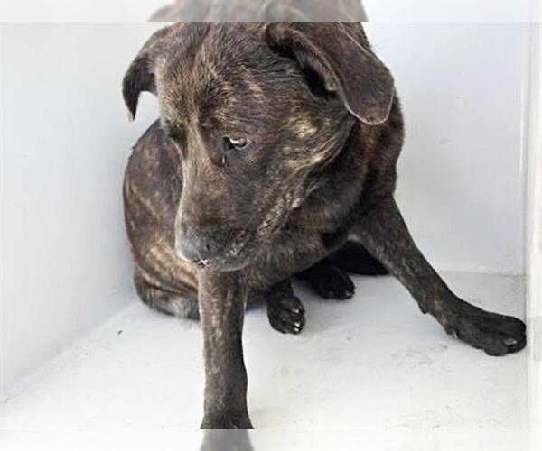 Medium Photo #2 Plott Hound Puppy For Sale in Houston, TX, USA