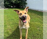 Small #3 German Shepherd Dog Mix