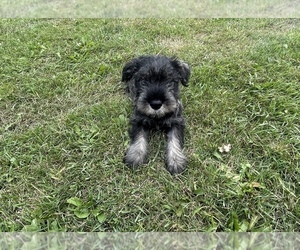 Schnauzer (Standard) Puppy for sale in DONNELLSON, IA, USA