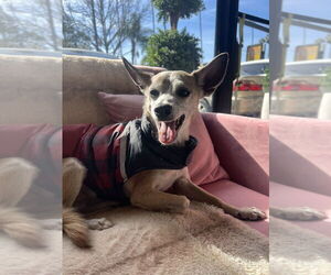 Chihuahua Dogs for adoption in Studio City, CA, USA