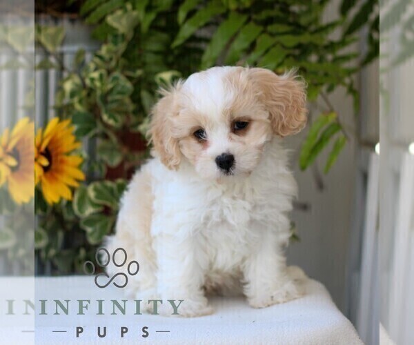 Medium Photo #2 Cavachon Puppy For Sale in GORDONVILLE, PA, USA
