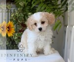 Small #1 Cavachon
